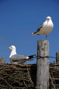 Seagulls
