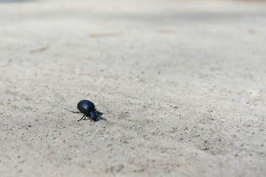 the very poisonous but protected black-blue oil beetle, blister beetle, Meloe proscarabaeus, in spring on a trail with text free space