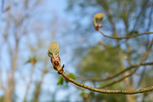 thick bud on a chestnut tree, horse chestnut in the first warm days of spring in a park