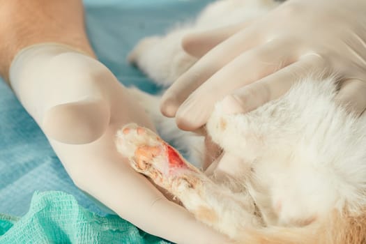 Hands of male veterinarian in gloves hold white and ginger kitten on table for medical examination and treat injured paw with wound
