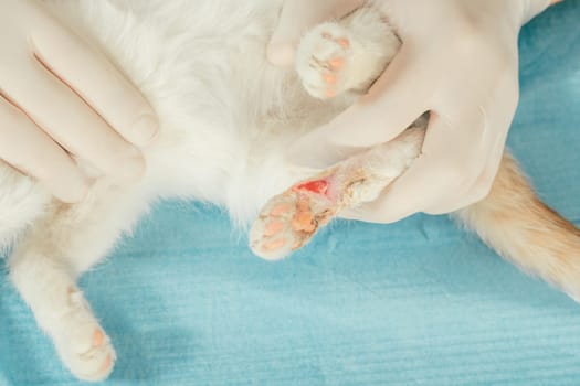 Hands of male veterinarian in gloves hold white and ginger kitten on table for medical examination and treat injured paw with wound