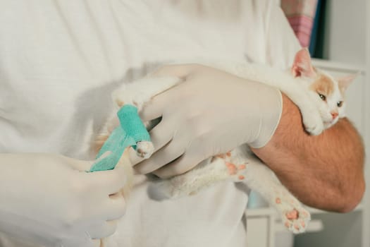 Hands of male veterinarian in gloves hold white and ginger kitten in his arms and bandaging injured paw with green self-fixing bandage