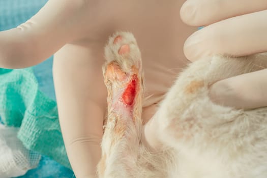 Hands of male veterinarian in gloves hold white and ginger kitten on table for medical examination and treat injured paw with wound