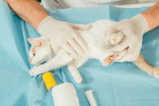 Hands of male veterinarian in gloves hold white and ginger kitten on table for medical examination and treat injured paw with wound