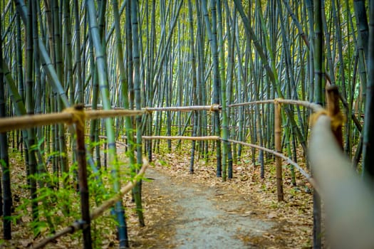 Narrow winding walkway through the bamboo forest with selective focus