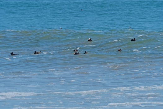 A Group of Surf Scoters on the California Coast at Point Reyes National Seashore.