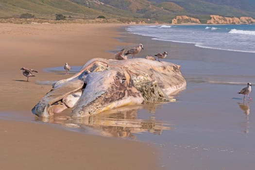 Dead Gray Whale on a California Beach at the Point Reyes National Seashore