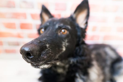 Black curly dog closeup portrait in a studio, posing, smiling
