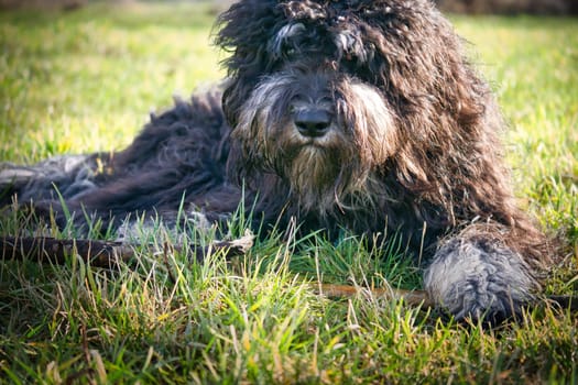 Black Goldendoodle lying on the lawn with stick. Faithful companion, which is also suitable as a therapy dog. Pet photo of a pet
