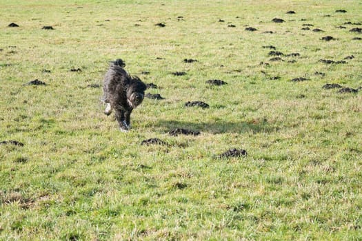 Black Goldendoddle running in a meadow while playing. Fluffy long black coat. Family dog that is also taken as a therapy dog. Animal photo of a dog