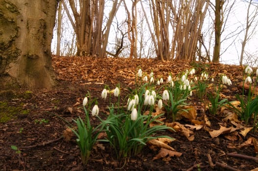 Lily of the valley on the forest floor among foliage and trees. Spring flower, which are poisonous. Green leaves and white flower