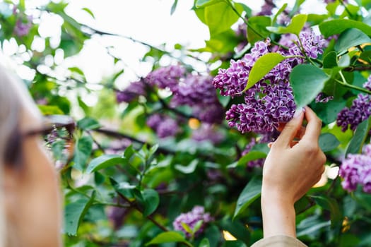 A woman touches the flowers of lilacs standing near a bush.
