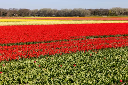 Fields of blooming tulips near Lisse in the Netherlands