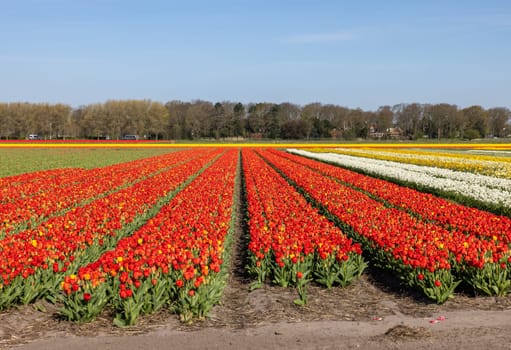 Fields of blooming tulips near Lisse in the Netherlands