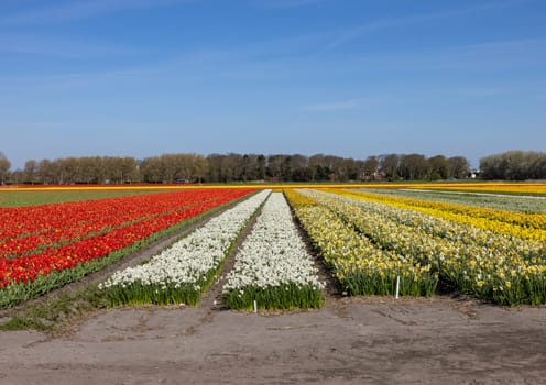Fields of blooming tulips and daffodils near Lisse in the Netherlands