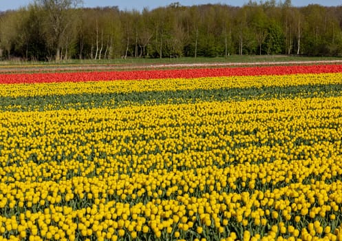 Fields of blooming tulips near Lisse in the Netherlands