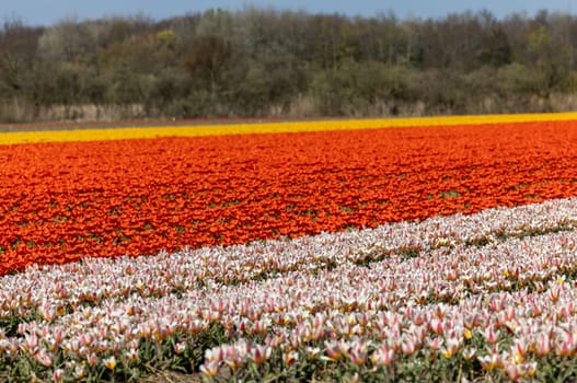 Fields of blooming tulips near Lisse in the Netherlands