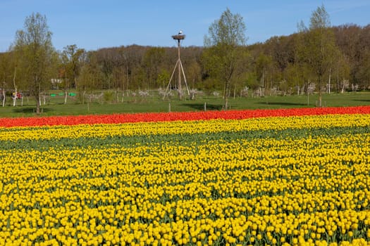 Fields of blooming tulips near Lisse in the Netherlands