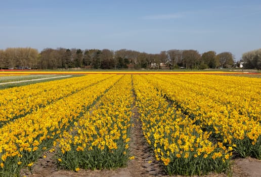Fields of blooming yellow daffodils near Lisse in the Netherlands