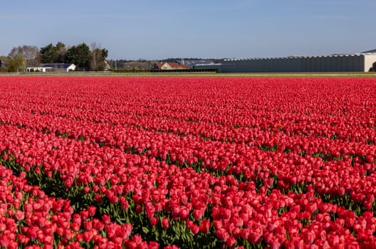 Fields of blooming tulips near Lisse in the Netherlands