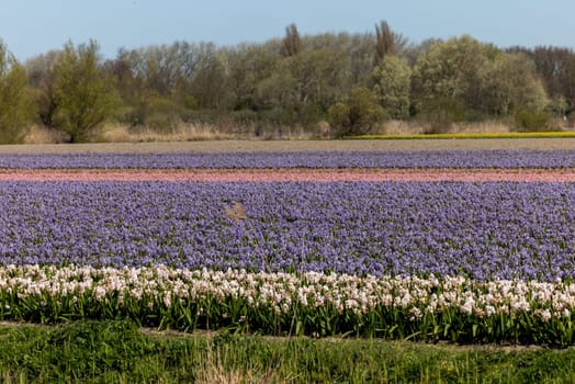 Fields of blooming tulips and hyacinths near Lisse in the Netherlands