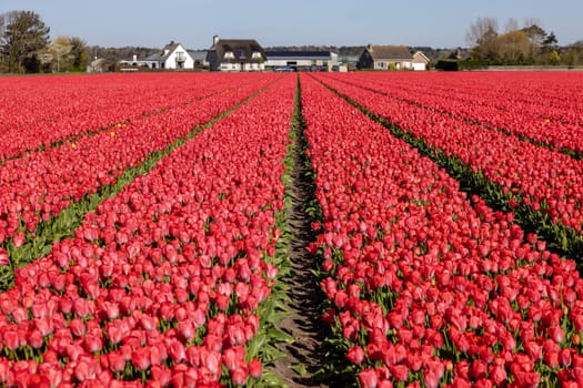 Fields of blooming tulips near Lisse in the Netherlands
