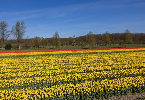 Fields of blooming tulips near Lisse in the Netherlands