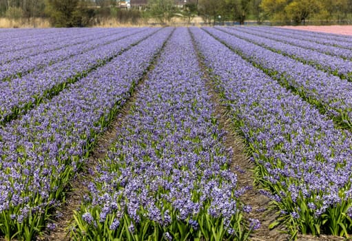 Fields of blooming hyacints near Lisse in the Netherlands