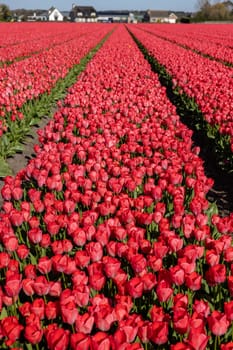 Fields of blooming tulips near Lisse in the Netherlands