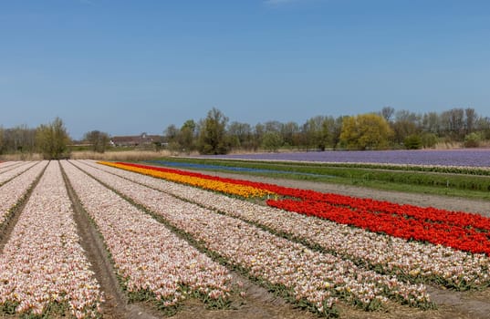 Fields of blooming tulips near Lisse in the Netherlands