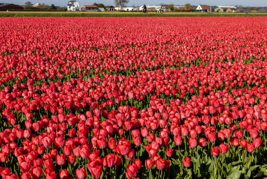 Fields of blooming tulips near Lisse in the Netherlands