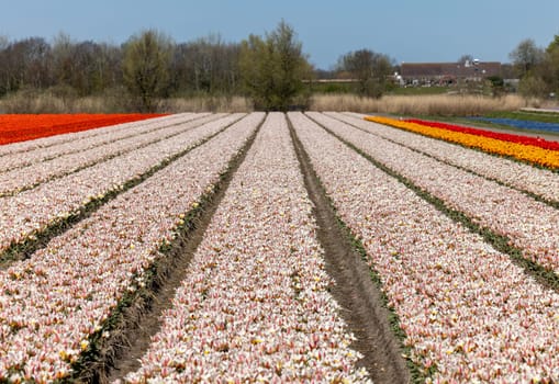 Fields of blooming tulips near Lisse in the Netherlands