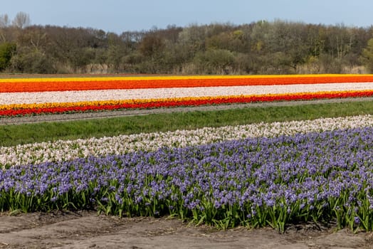 Fields of blooming tulips and hyacinths near Lisse in the Netherlands