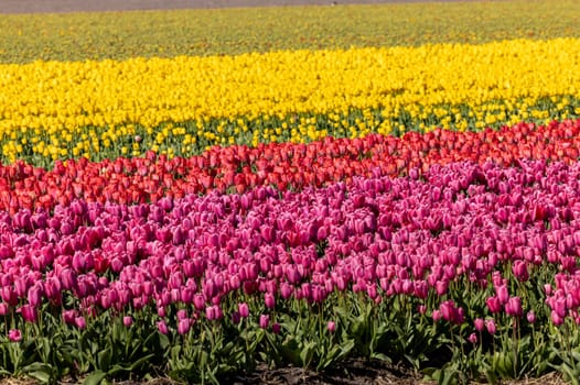 Fields of blooming tulips near Lisse in the Netherlands