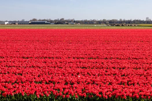 Fields of blooming tulips near Lisse in the Netherlands