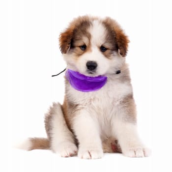 picture of a small bucovinean shepard puppy over white