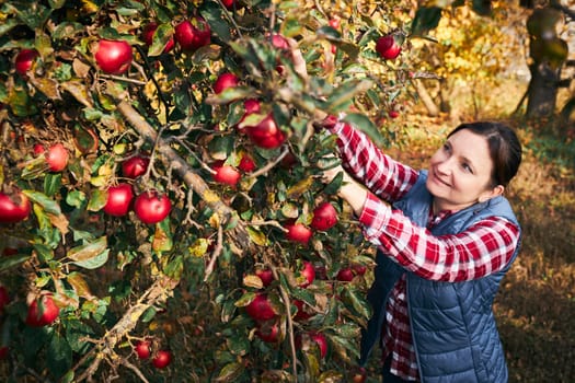 Woman picking ripe apples on farm. Farmer grabbing apples from tree in orchard. Fresh healthy fruits ready to pick on fall season. Agricultural industry. Harvest time in countryside