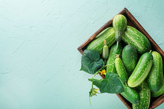 Freshly picked cucumbers from the garden. Cucumbers harvest in summer. Summer vegetables.
