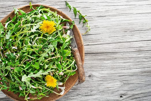 Dandelion. Picked fresh dandelion leaves.