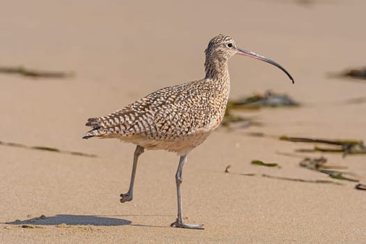Long Billed Curlew on the Run in Point Reyes National Seashore in California