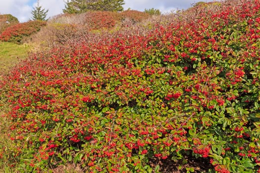 Outburst of Red Berries on the California Coast in Trinidad State Beach.
