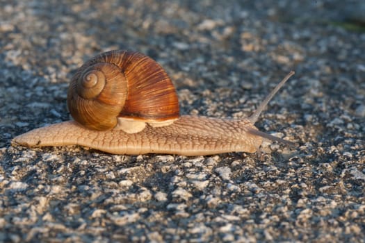 A closeup shot of a snail crawling on tarmak.