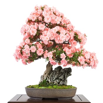 Azalee (Rhododendron indicum) as bonsai with pink flowers