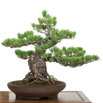 Pine (Pinus parviflora) from Japan as a bonsai tree