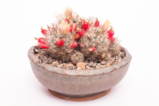 Cactus Mammilaria prolifera with yellow flowers and red fruits