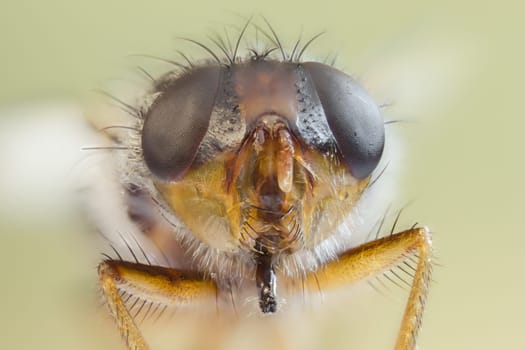 Close-up Stubenfliege (Fannia canicularis)