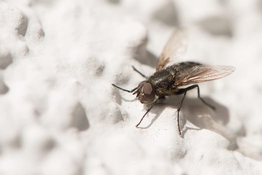Small stub fly (Fannia canicularis) sits on a white wall