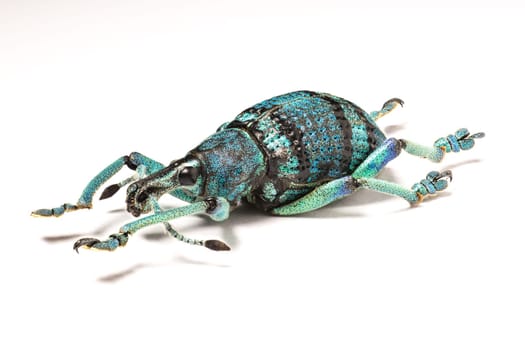 Trunk beetle (Eupholus schoenherri petiti) on white background