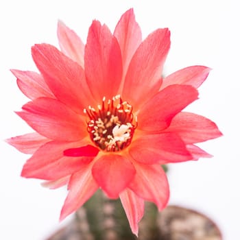 Red flower of the cactus Echinopsis chamaecereus