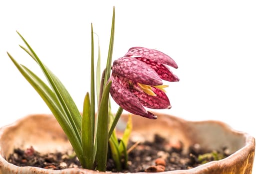 Blossom of a chessboard flower (Fritillaria meleagris)